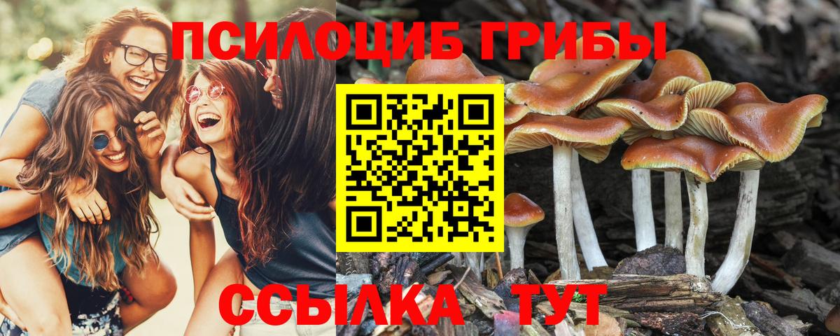 Галлюциногенные грибы Psilocybe Кирово-Чепецк